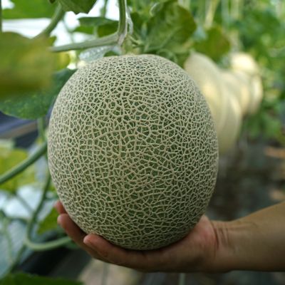 머스크 메론
